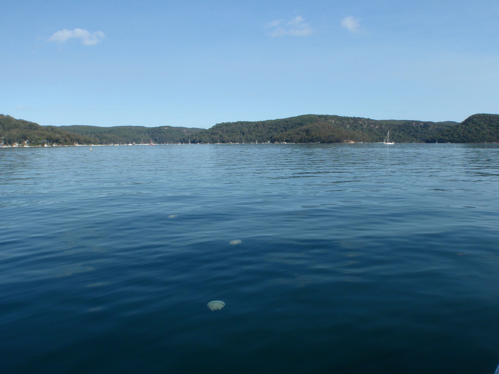 Thousands of Jellyfish