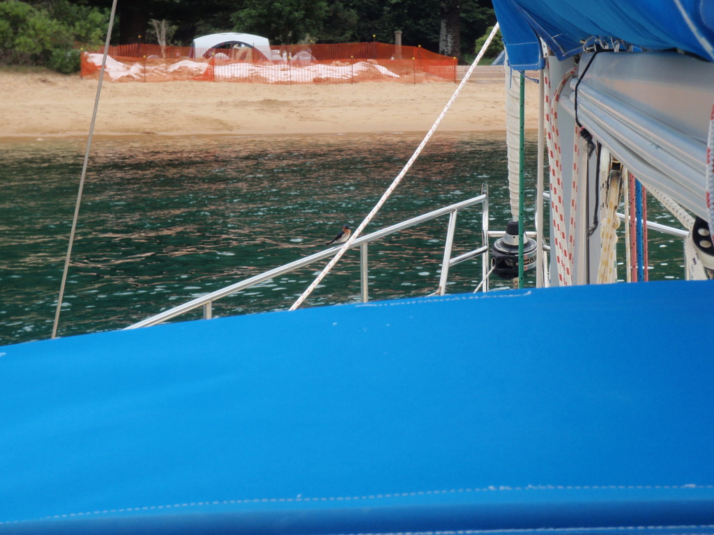 A pretty little bird