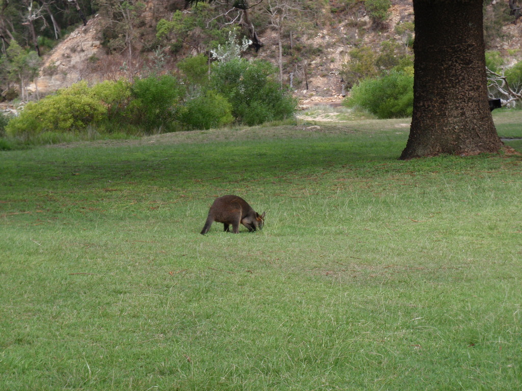 A wallaby at the Basin