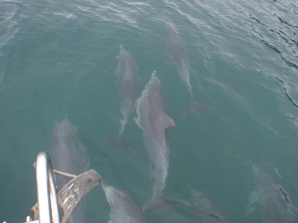 A pod of dolphins