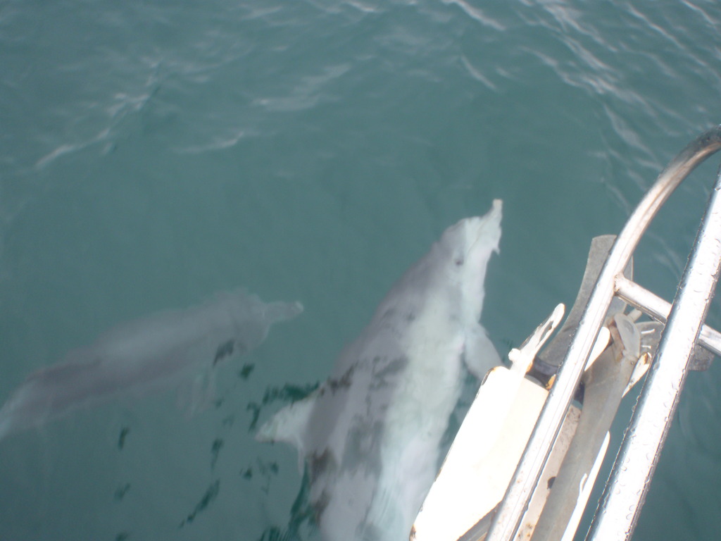 Dolphin saying hello